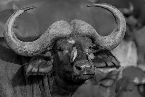 the big five