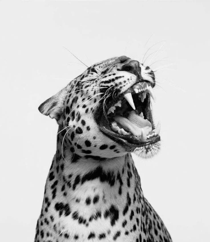 the big five